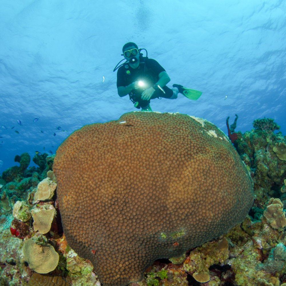Life on the reef in Grand Cayman 1