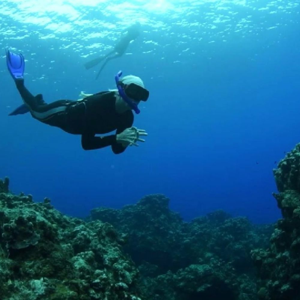 Snorkeller exploring a Grand Cayman reef