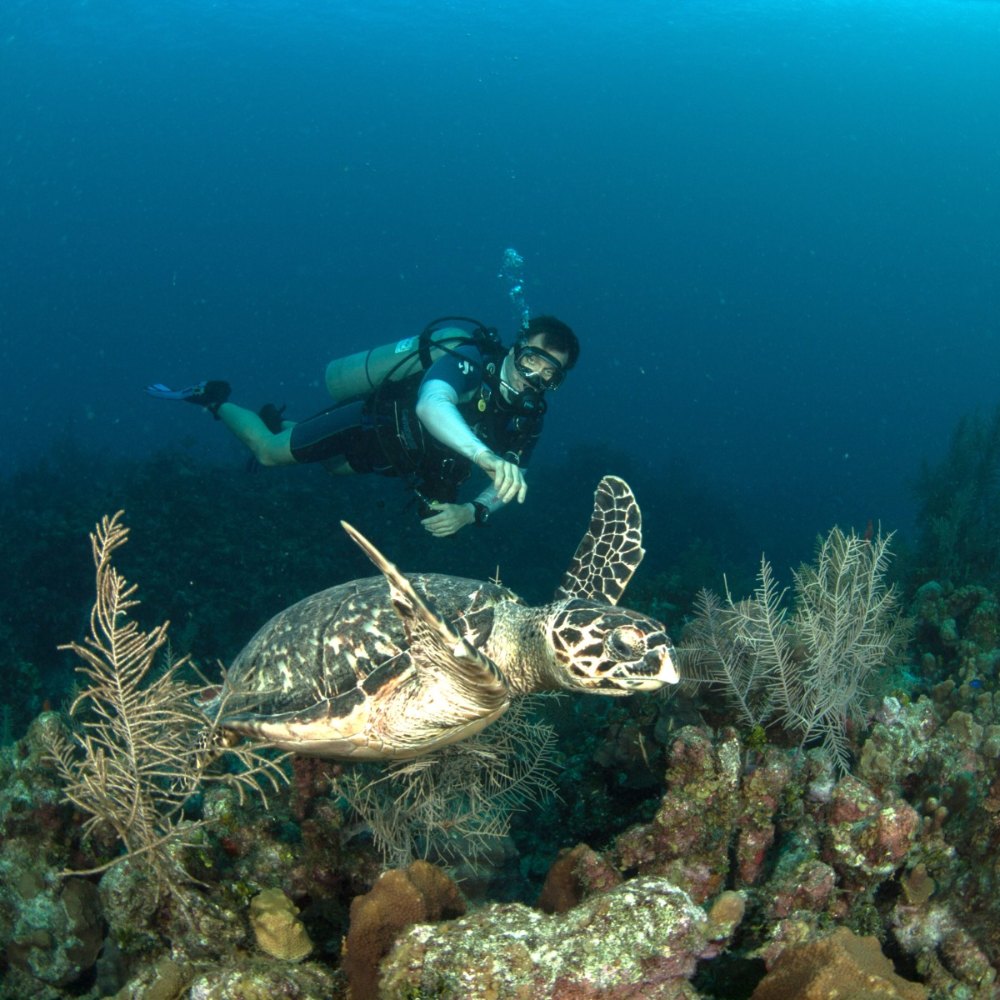 Shore Diving 4