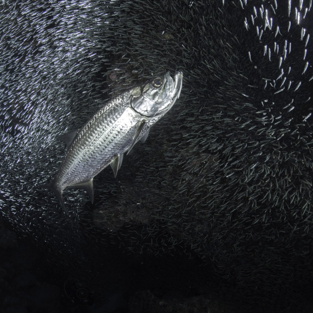 Shore Diving 5